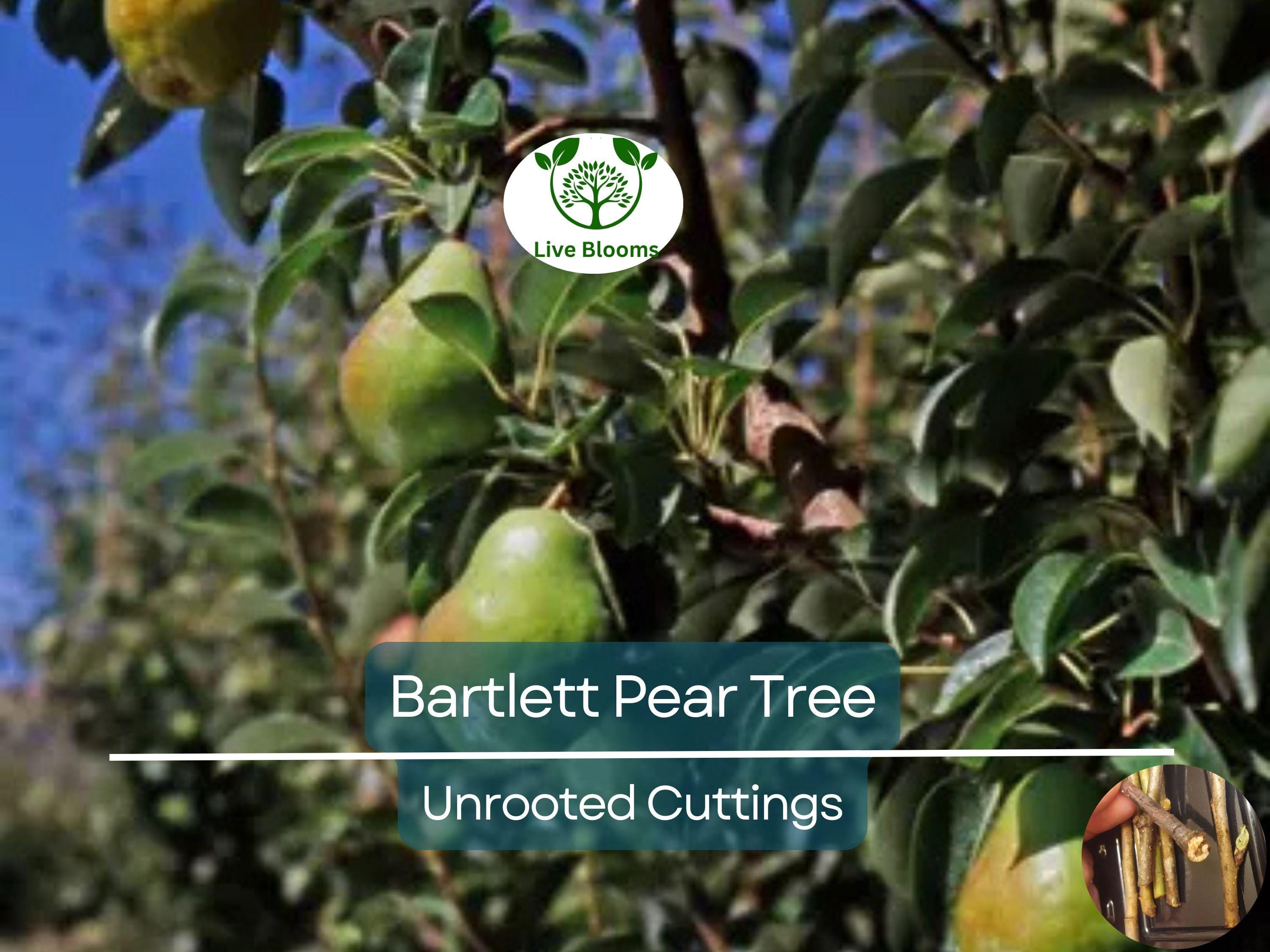 12 Giant Bartlett Pear Tree Cuttings – Unrooted for Rooting or Grafting, High Yield, Great Producer, Perfect for Fruit Orchard, Propagation
