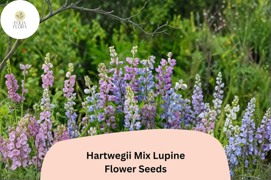 25+ Hartwegii Mix Lupine Seeds | Lupinus hartwegii | Colorful Annual for Garden Planting