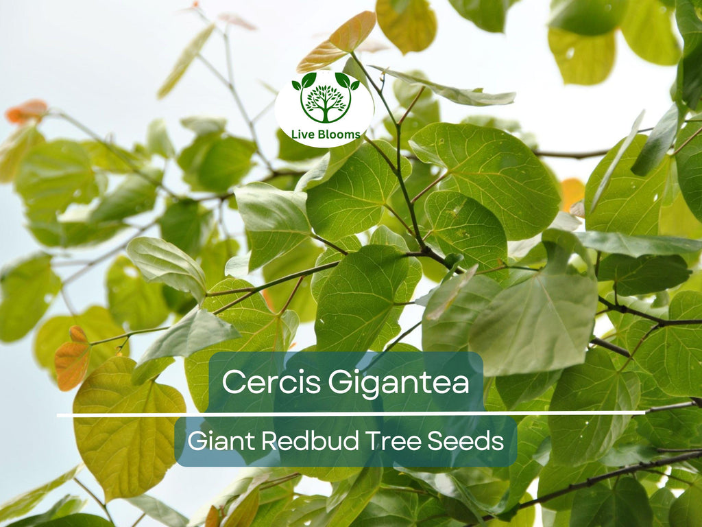 10 Seeds Cercis Gigantea (Giant Redbud) for Planting - Unique Tree for Landscaping, Gardens, & Bonsai - Beautiful Flowering Tree Seeds