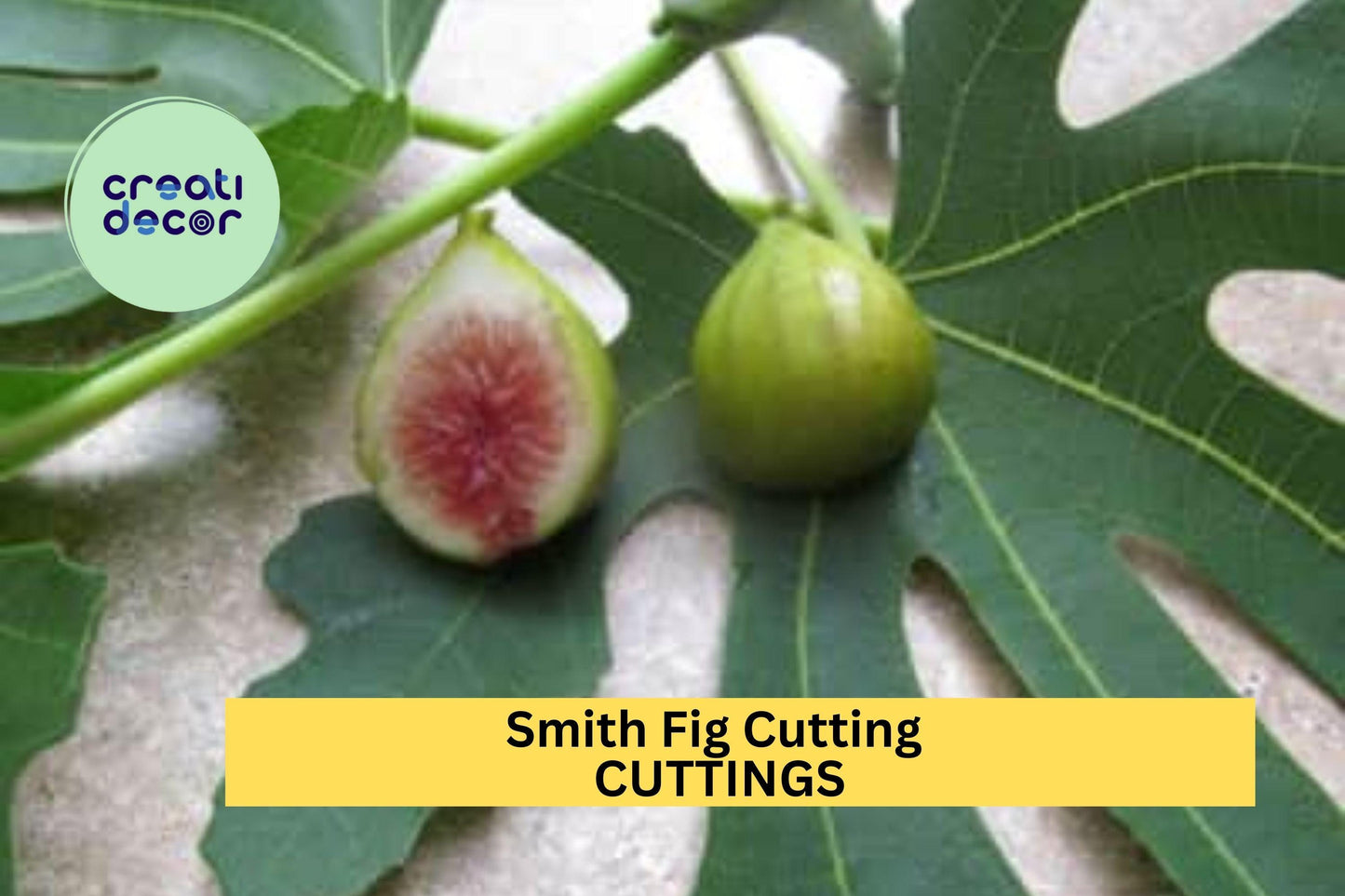 1 Smith Fig Cutting – Premium Unrooted Hardwood Cutting for Propagation, Rare Sweet Fig Variety for Home Orchards – USA
