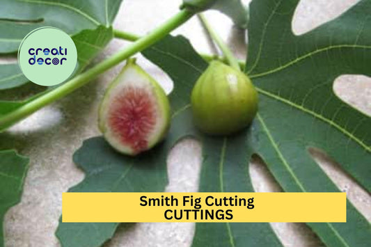 1 Smith Fig Cutting – Premium Unrooted Hardwood Cutting for Propagation, Rare Sweet Fig Variety for Home Orchards – USA