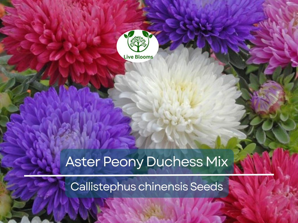 200 Seeds Aster Peony Duchess, Mixed Colors, Non-GMO, Aster x hybrida, Vibrant Garden Blooms, Easy to Grow