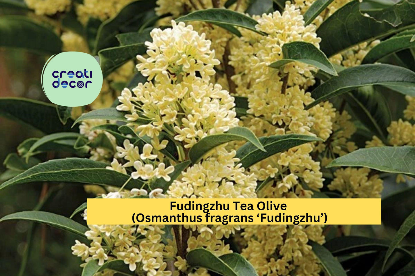 Fudingzhu Tea Olive Plant | Osmanthus fragrans Live Rooted Starter | Fragrant Evergreen Shrub for Garden or Container Growing