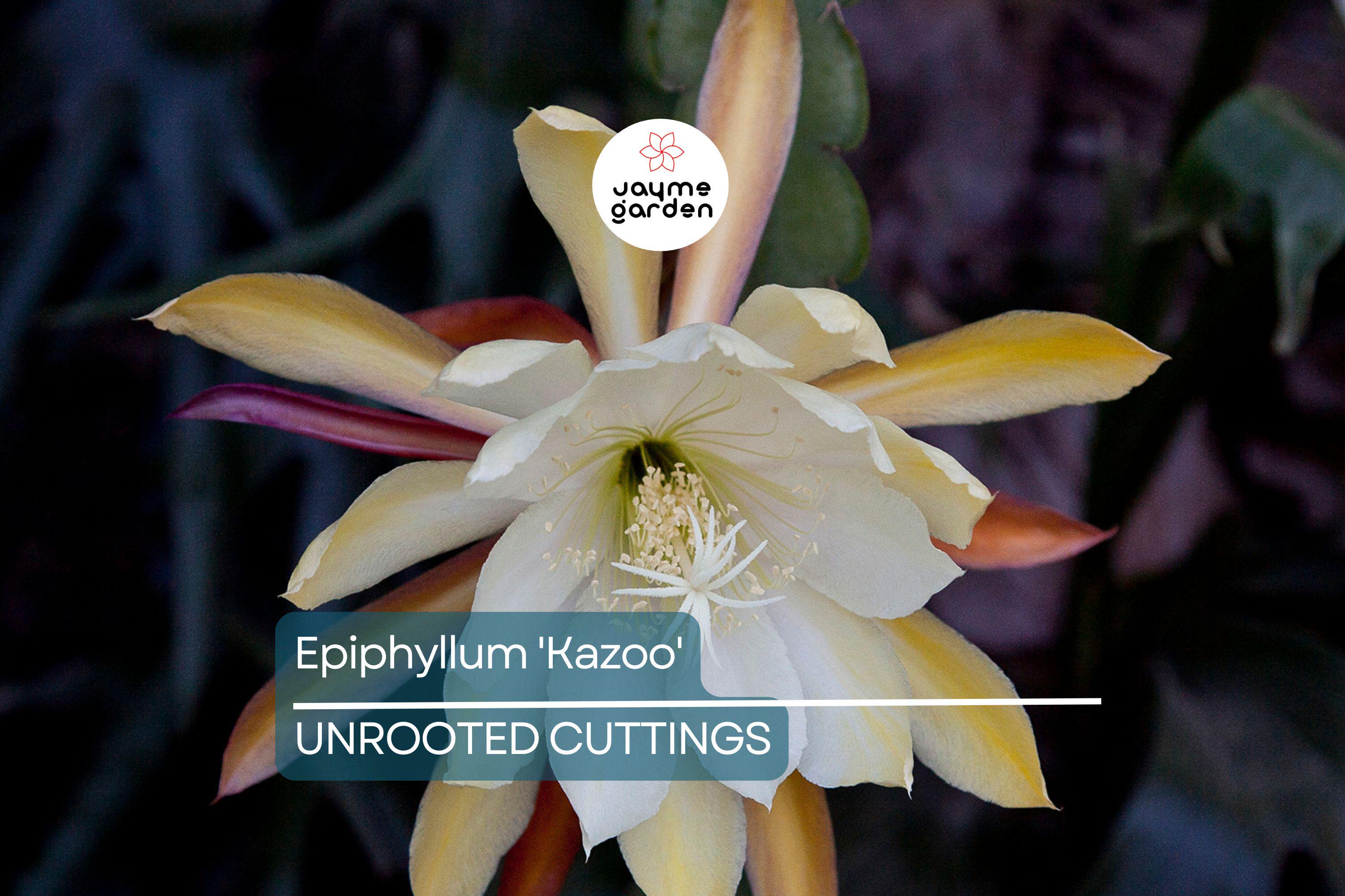 Epiphyllum 'Kazoo' Unrooted Cutting | Rare Orchid Cactus | 6-8" Fresh Cutting | Exotic Epiphyllum Hybrid | Easy to Grow