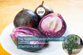 Star Apple Tree (Chrysophyllum cainito) 1′–2′ – Tropical Live Fruit Tree with Sweet, Starry Fruits