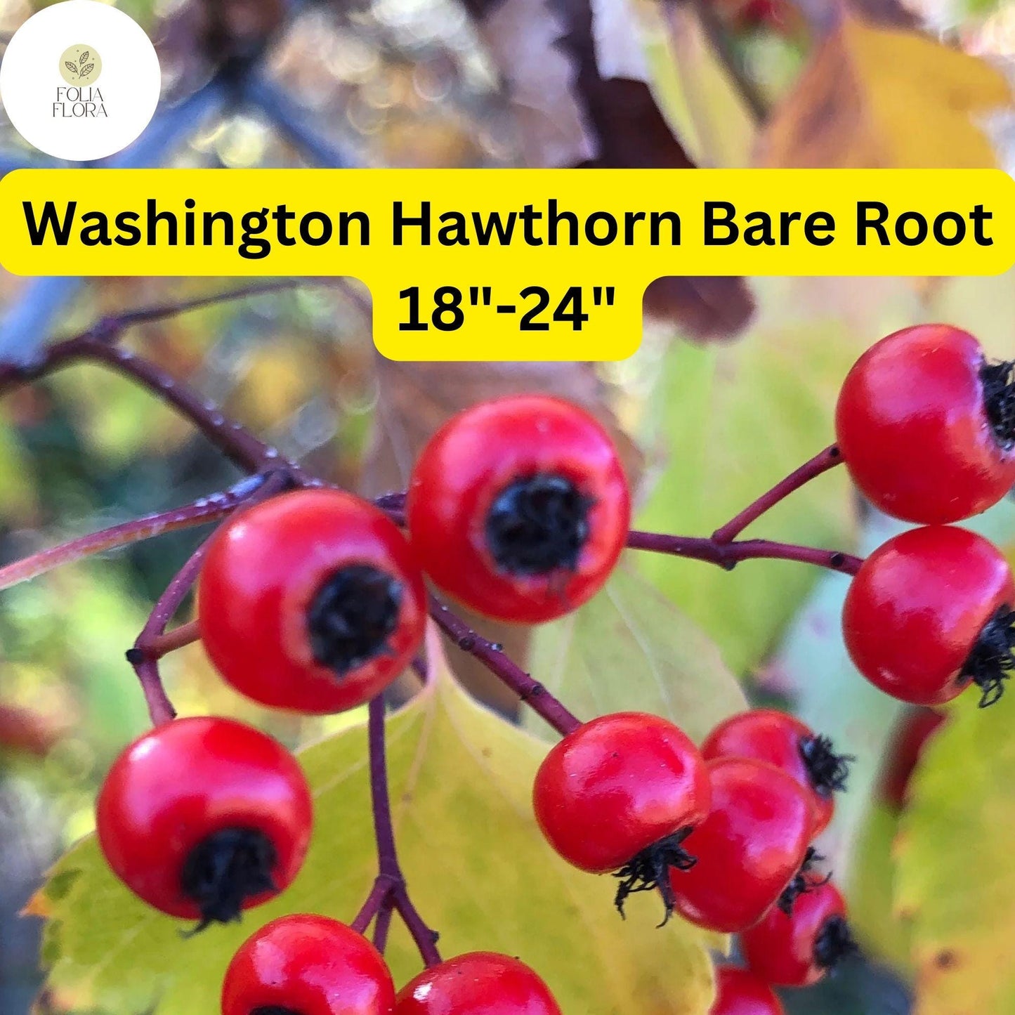 1 Washington Hawthorn Tree (Crataegus phaenopyrum) Live Bare Root Plant 18"-24"