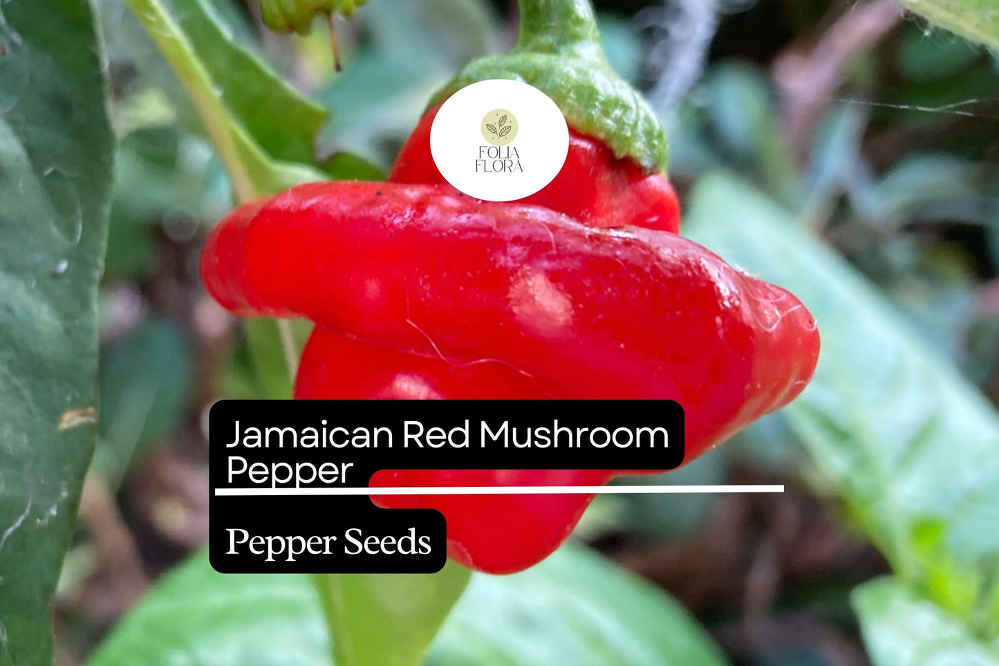 20 Jamaican Red Mushroom Pepper Seeds – Capsicum chinense – Heirloom, Spicy & Unique, High-Yield, Non-GMO