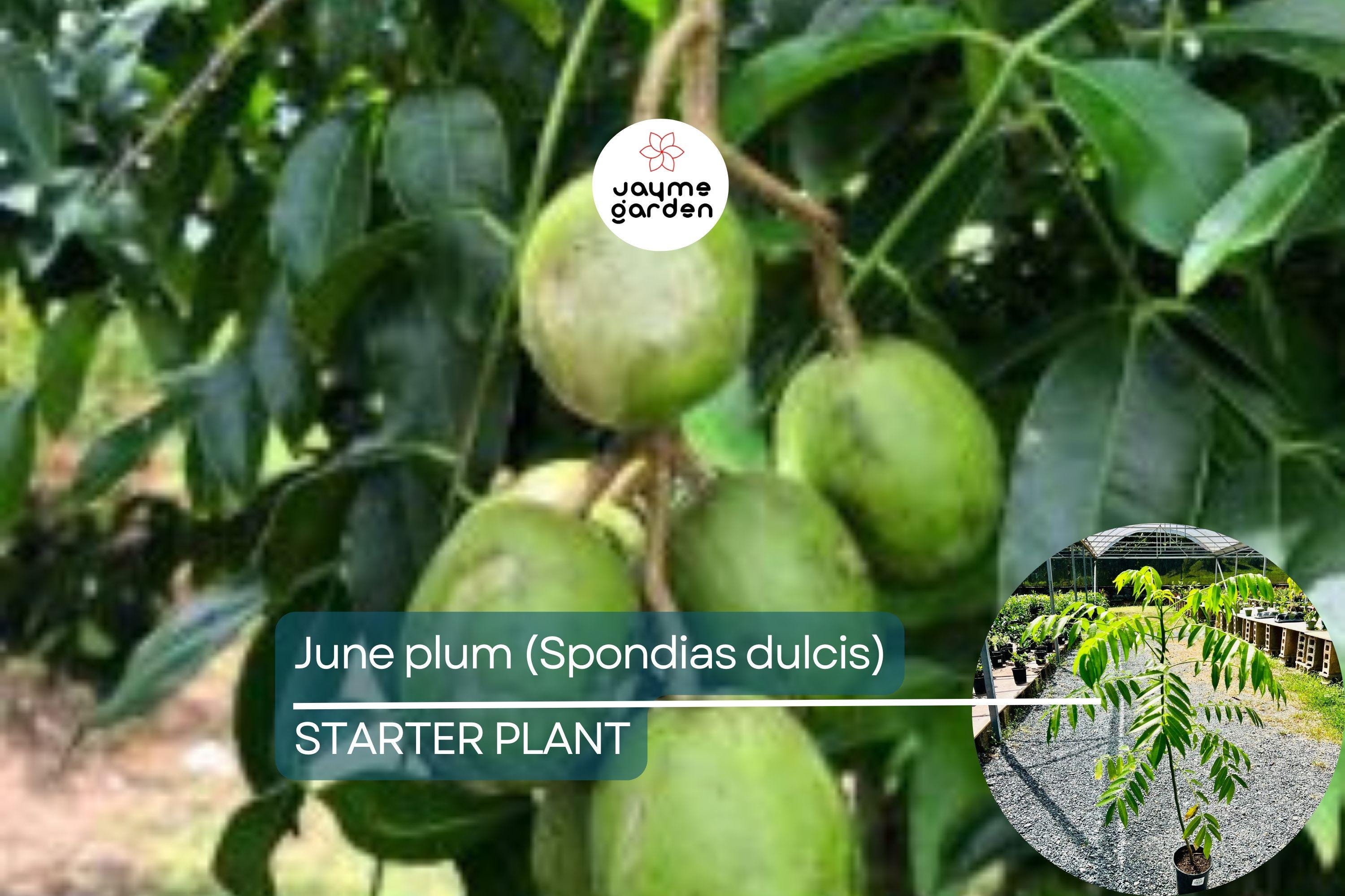 June Plum Tree (Spondias dulcis) 3’-4’ Tall | Tropical Fruit Tree with Flowers Ready to Bear Fruit