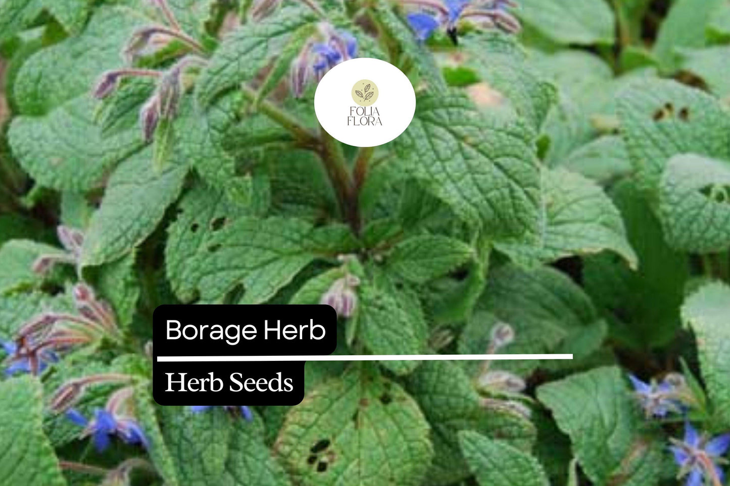 100 Seeds Borage (Borago officinalis) – Heirloom Herb for Pollinator Gardens and Edible Flowers
