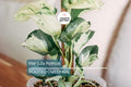 Manjula Pothos Rooted Cutting | Live Houseplant Cutting with Variegated Leaves | Easy Care & Stunning Foliage