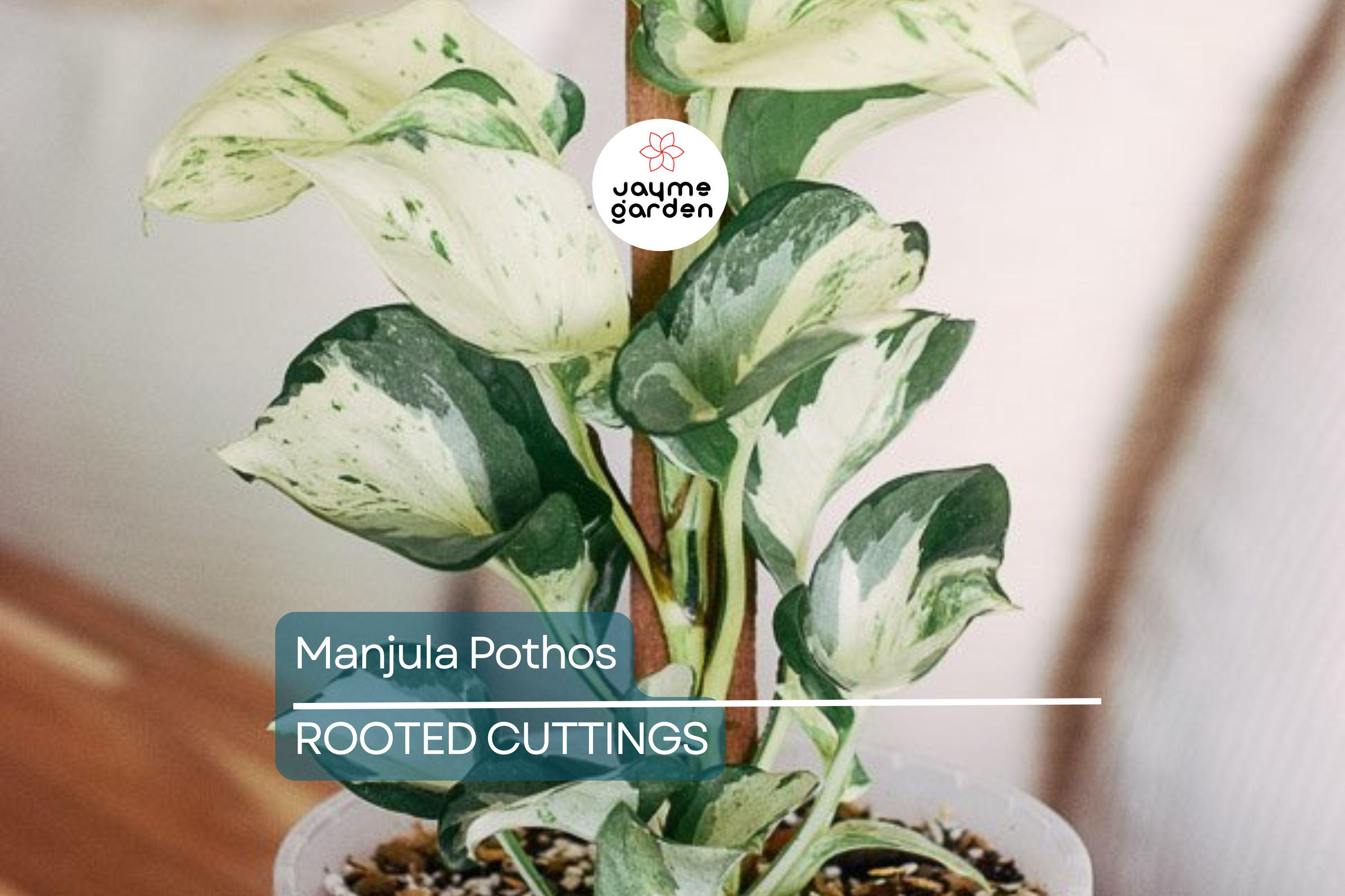 Manjula Pothos Rooted Cutting | Live Houseplant Cutting with Variegated Leaves | Easy Care & Stunning Foliage
