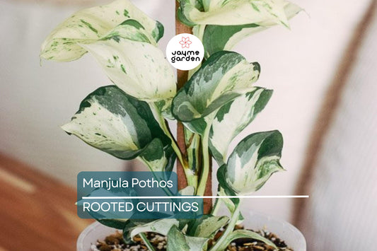 Manjula Pothos Rooted Cutting | Live Houseplant Cutting with Variegated Leaves | Easy Care & Stunning Foliage