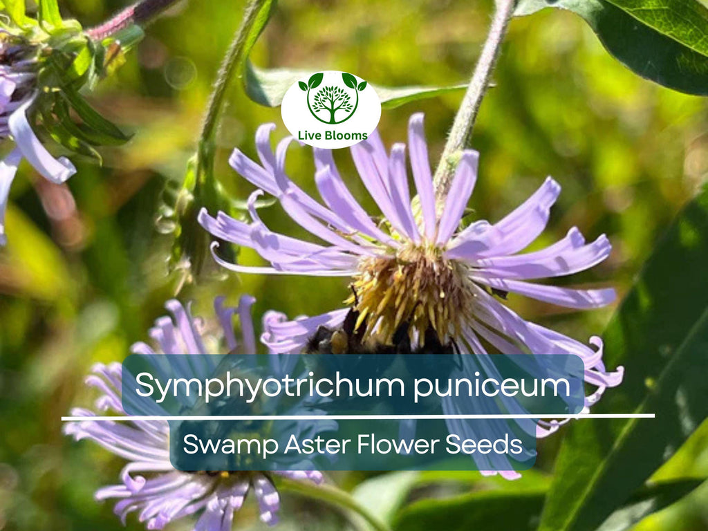 350 Symphyotrichum Puniceum Swamp Aster Seeds, Native Wildflower, Purple Flowers, Perennial, Pollinator-Friendly, Wetland Garden, Landscape