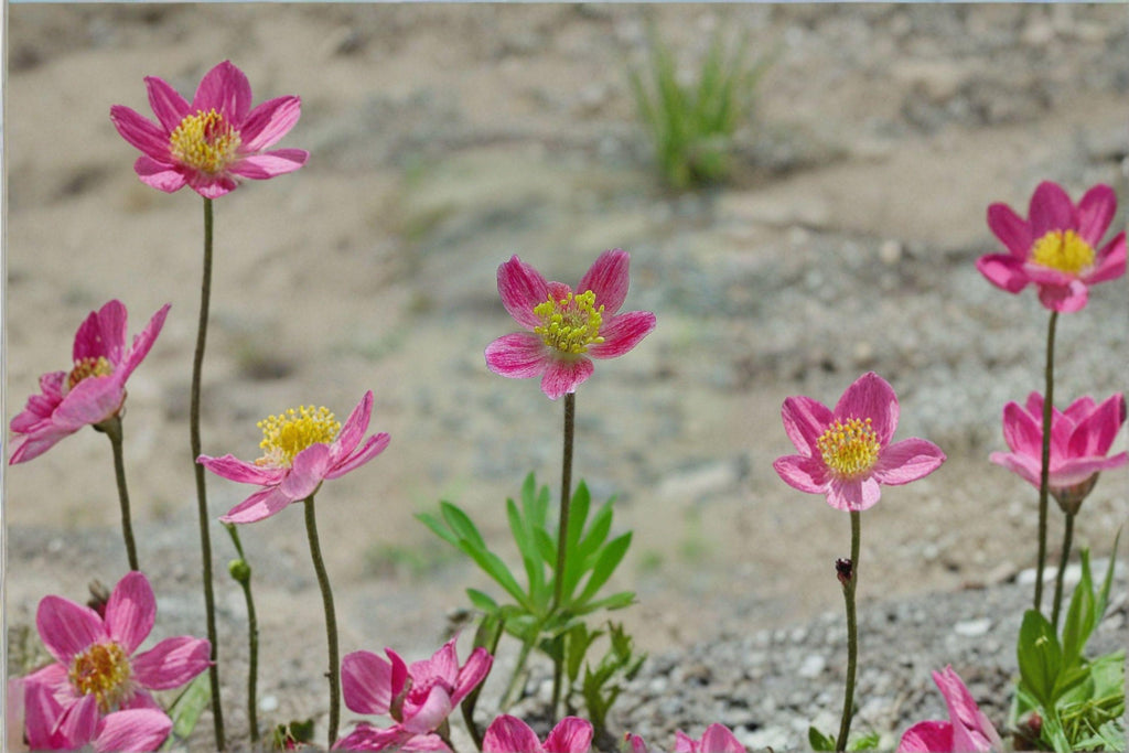 Anemone multifida/Windflower – 100 Seeds | Native Perennial Wildflower | Alpine & Prairie Plant | Early Bloomer