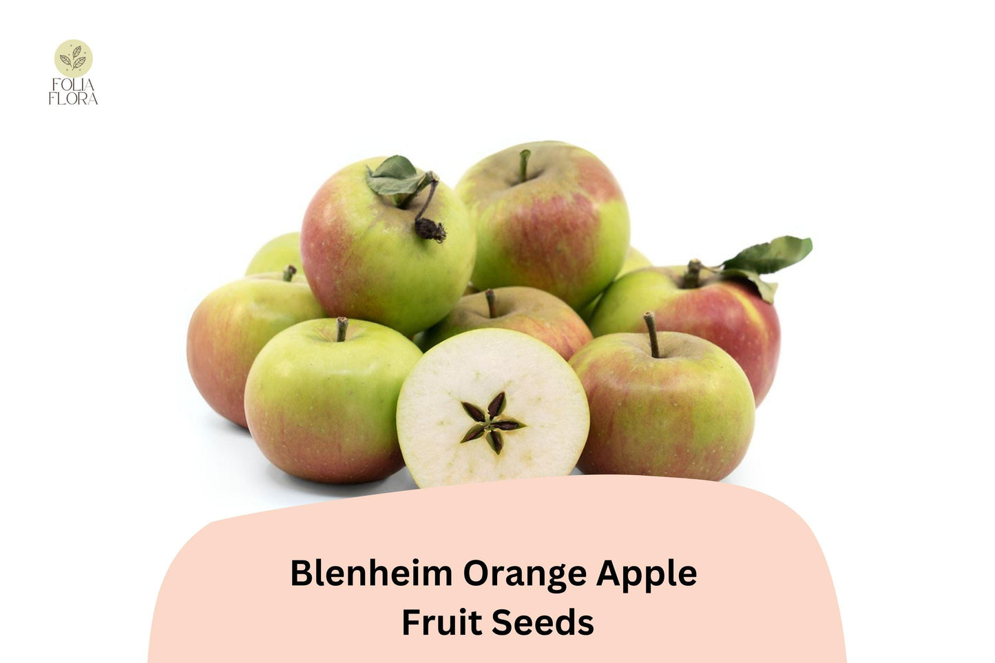 25+ Blenheim Orange Apple Seeds for Planting | Heirloom English Apple Tree | Sweet Tart Fruit | Garden Orchard Seeds
