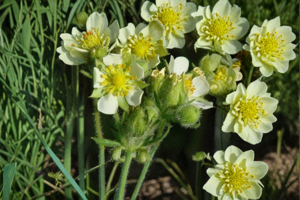 Drymocallis arguta/Prairie Cinquefoil – 500 Seeds | Native Prairie Perennial | Yellow Summer Blooms | Pollinator-Friendly