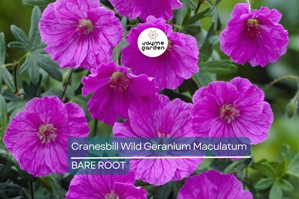 10 Cranesbill Wild Geranium Bare Roots – Organic Native Wildflower, Medicinal, Pollinator-Friendly, Hardy Perennial for Sun & Shade