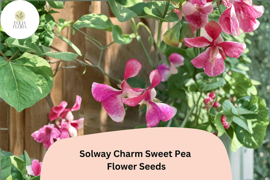 50+ Solway Charm Semi-Dwarf Sweet Pea Seeds | Soft Purple Compact Climbing Flowers for Garden