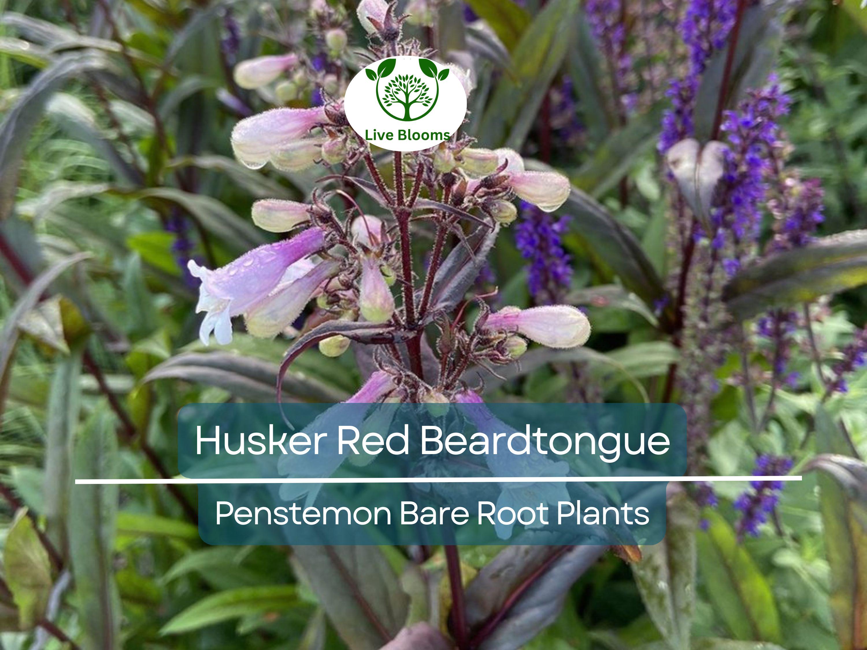 10 Husker Red Beardtongue Plants – Bare Root Perennials – Penstemon – Burgundy Foliage & White Flowers – Zone 4–9
