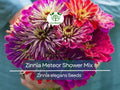 100 Seeds Zinnia Meteor Shower Mixed Colors 5" Flowers Non-GMO (Zinnia elegans)