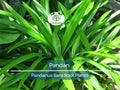 1 Live Pandan Plant – 6–8” Bare Root Tree with Roots – Aromatic Tropical Culinary Leaf Plant – Rare & Fragrant Herb