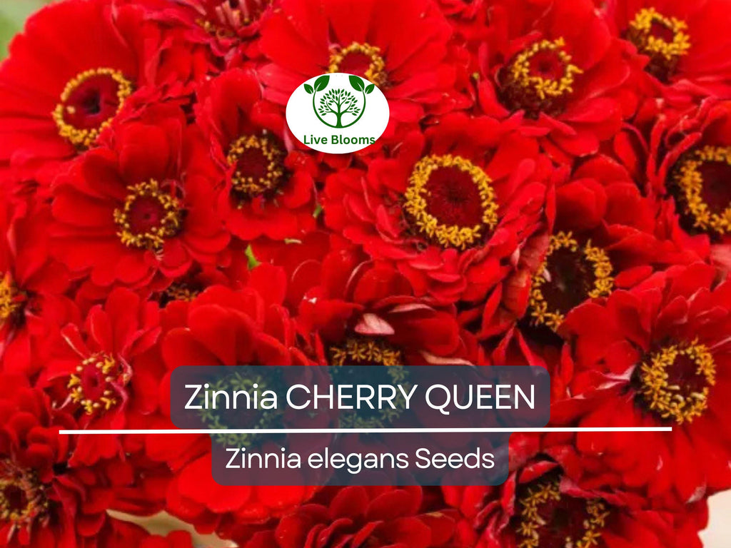 100 Zinnia CHERRY QUEEN Seeds - Red Scarlet Blooms, Cut Flowers, Non-GMO, Attracts Hummingbirds - Zinnia elegans