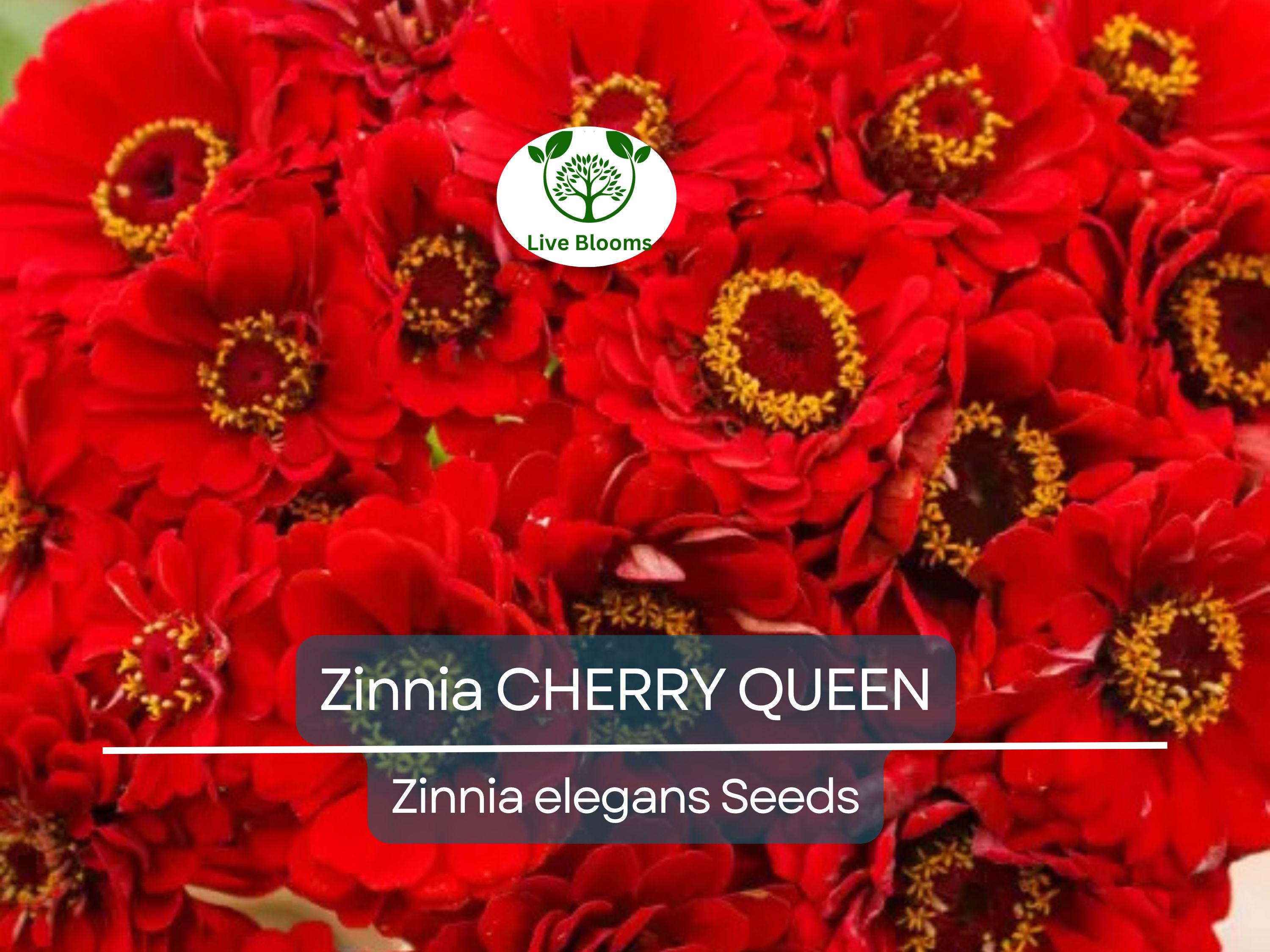 100 Zinnia CHERRY QUEEN Seeds - Red Scarlet Blooms, Cut Flowers, Non-GMO, Attracts Hummingbirds - Zinnia elegans