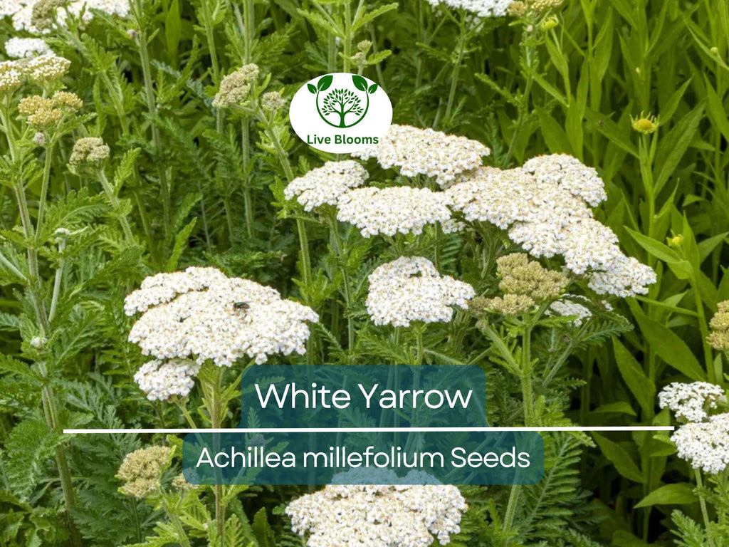 500 White Yarrow Seeds - Achillea millefolium | Perennial, Non-GMO, Pollinator Friendly, 12–36" Tall, Cut Flower Garden Favorite
