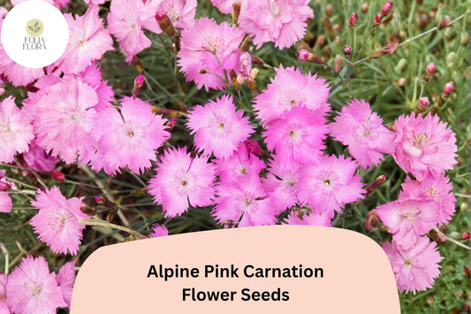 200+ Alpine Pink Carnation Seeds | Dianthus alpinus | Fragrant Hardy Perennial Flowers for Rock Gardens & Borders