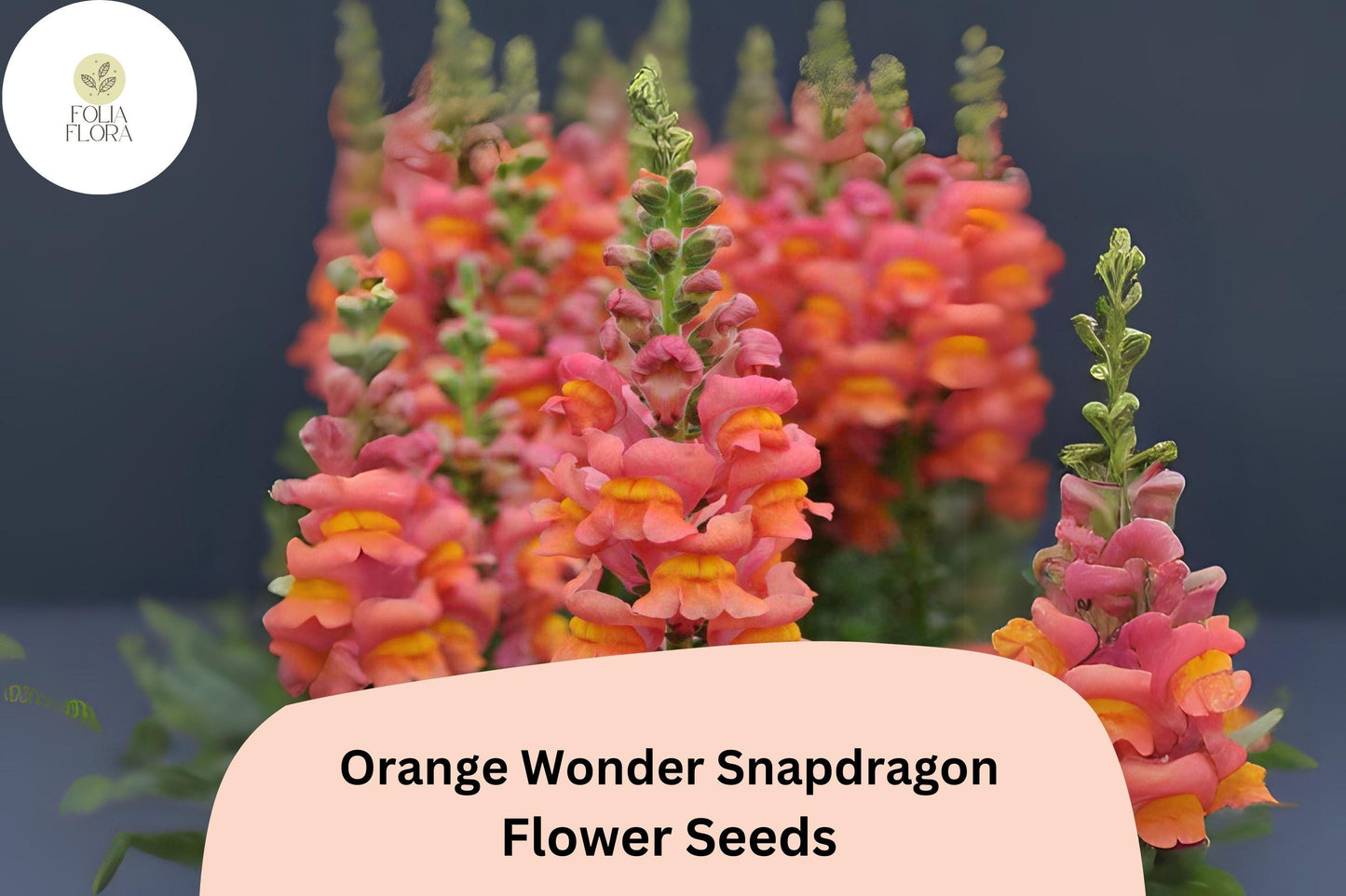 Antirrhinum majus Orange Wonder Snapdragon Seeds – 1000+ Vibrant Orange Blooms for Garden & Cut Flowers