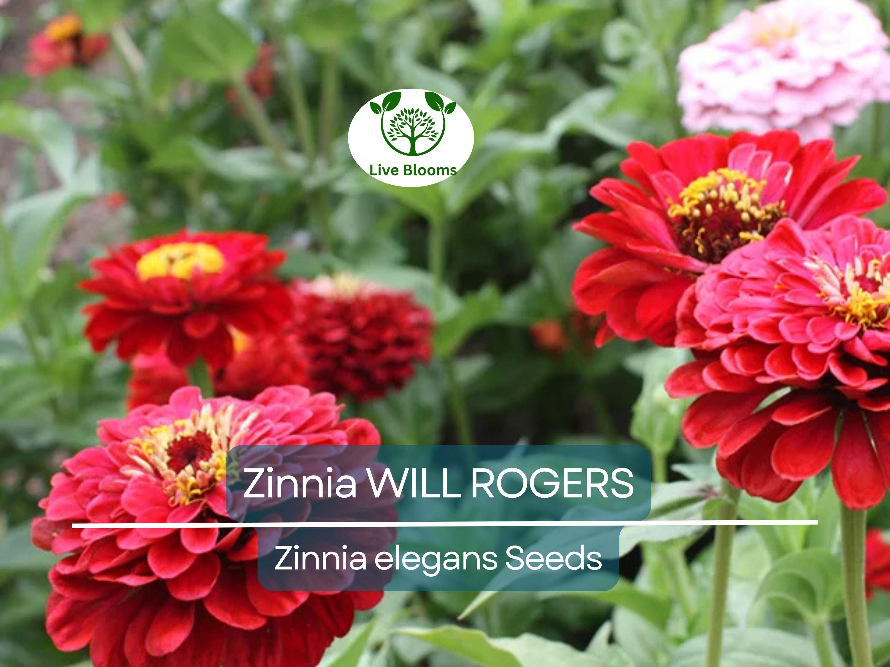 200 Seeds Zinnia WILL ROGERS Hummingbird Red Bees & Butterflies Non-GMO, Zinnia elegans, Bright Red Blooms, Attracts Pollinators