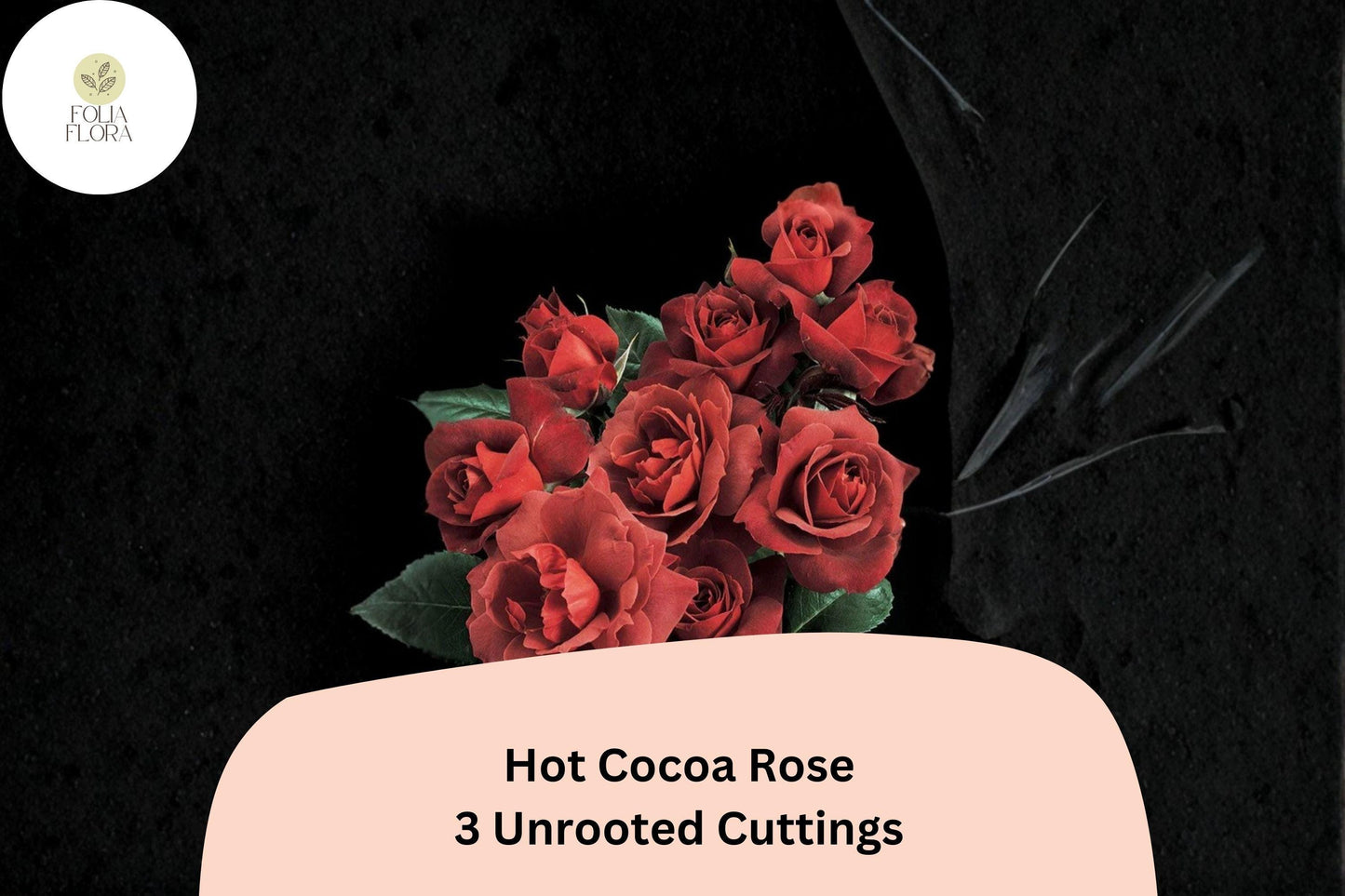 Hot Cocoa Rose Cuttings – 3 Unrooted Rare Red Rose Cuttings for Rooting or Grafting