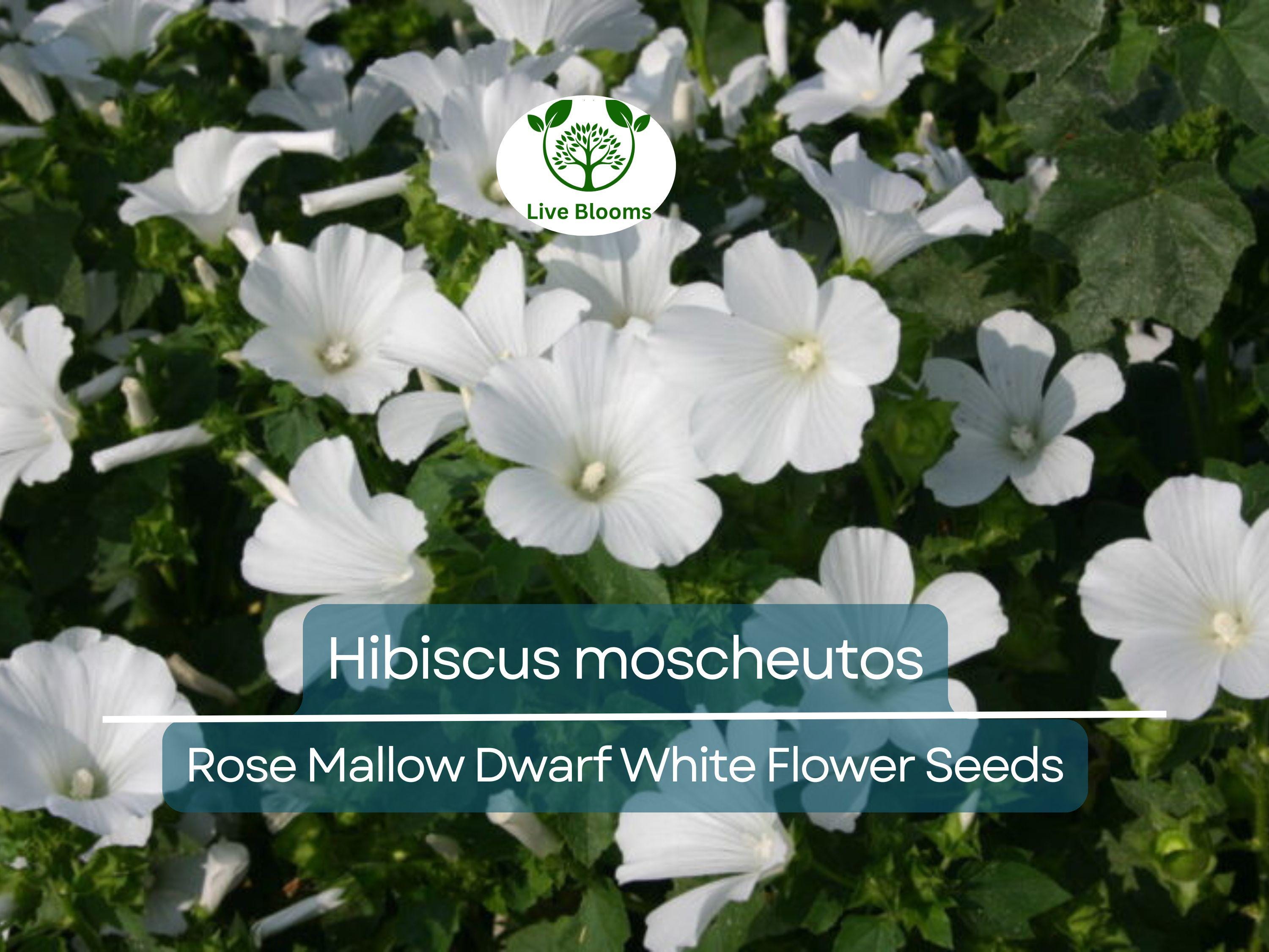 40 Seeds Rose Mallow Dwarf White (Hibiscus moscheutos) - Hardy Perennial, Compact Flowering Plant, Ideal for Gardens, Attracts Pollinators