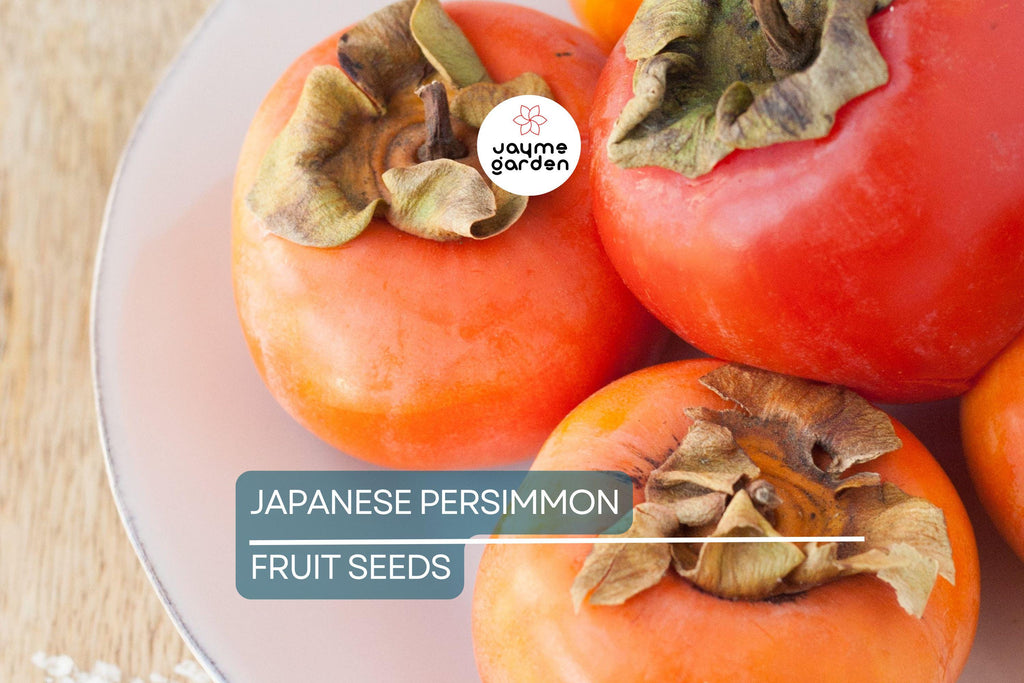 10 Japanese Persimmon Tree Seeds - Diospyros kaki - Hardy Fruit Tree 20-30ft - Fall Color