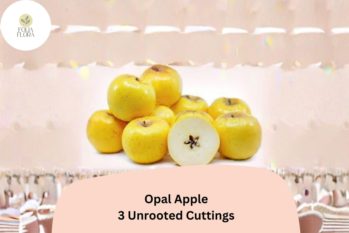 Opal Apple Tree Cuttings – 3 Rare Apple 6"-8" Cuttings for Rooting or Grafting | Fruit Tree Propagation