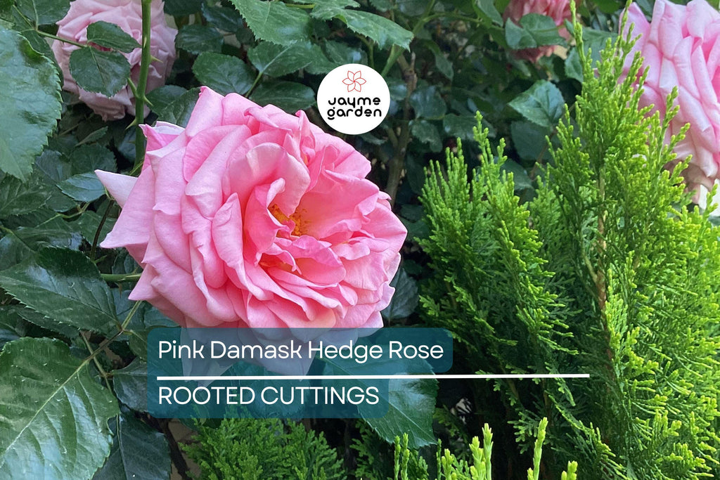 Pink Damask Hedge Rose in 4" Planter - Well Rooted, Fragrant Pink Blooms, Spring & Summer