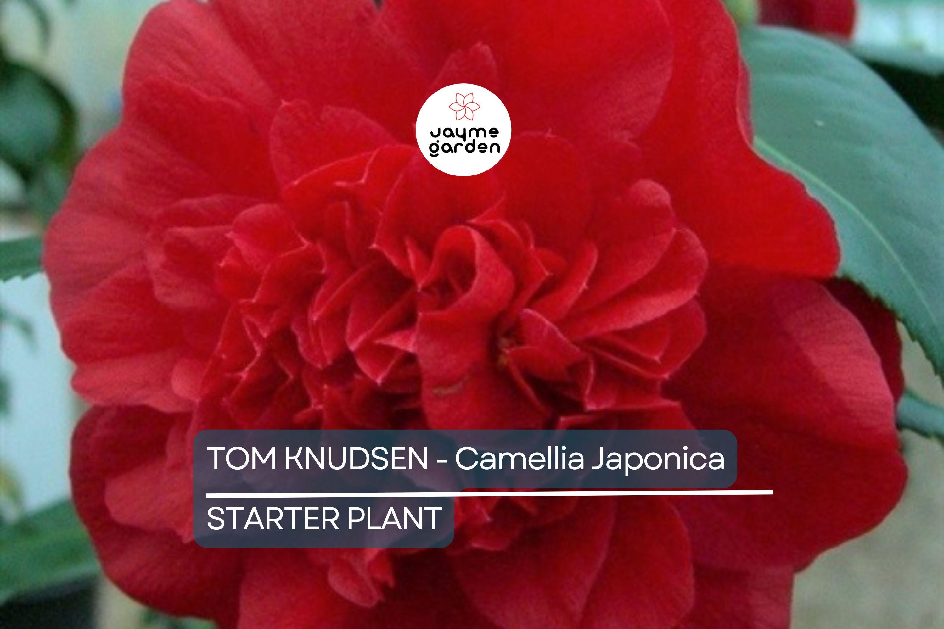 Tom Knudsen Camellia Japonica Starter Plant | Unique Bloom | Live Well-Rooted Plant in Pot | Evergreen Shrub | 7-10 USDA Zones
