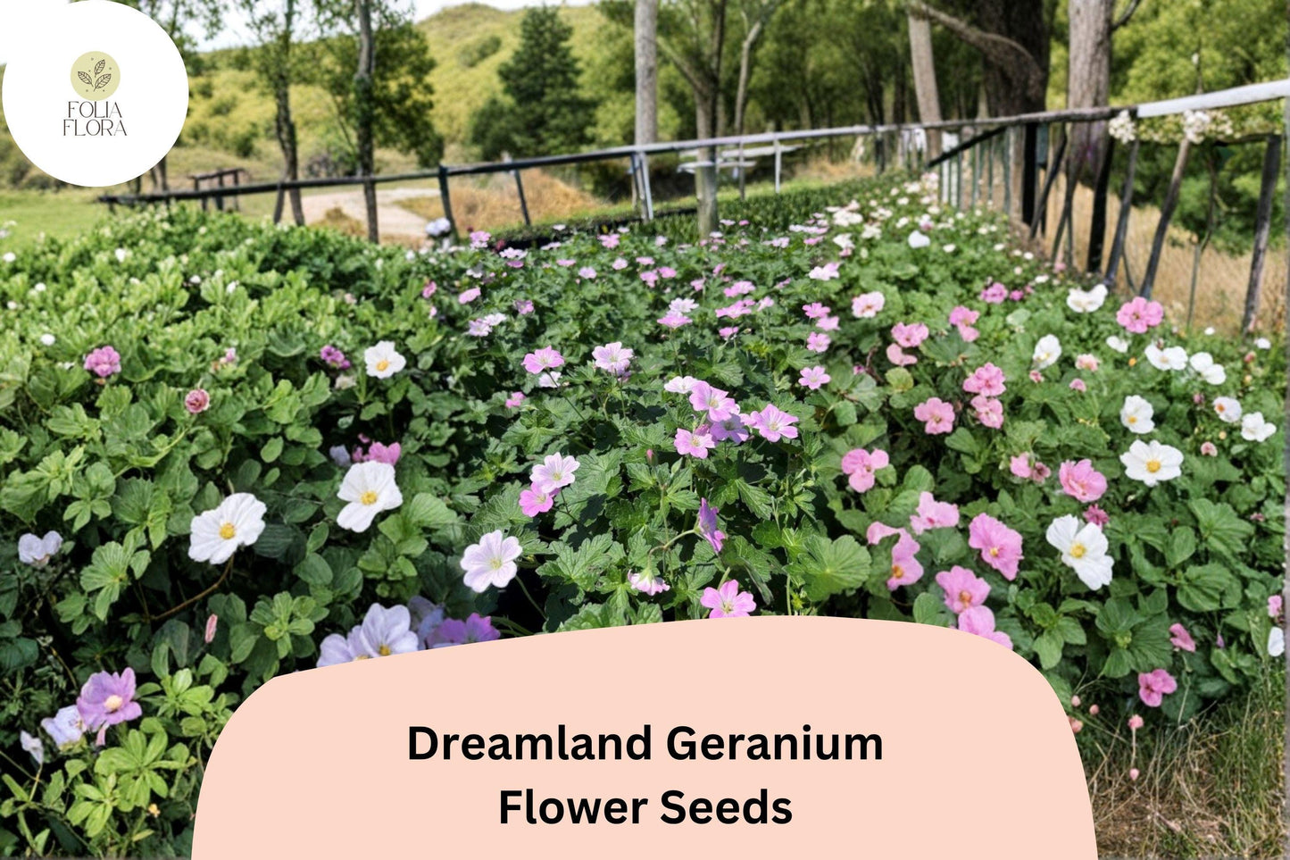 25+ Dreamland Geranium Seeds | Pink Hardy Perennial Cranesbill | Long Blooming Garden Flower & Ground Cover