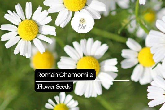 2000 Seeds Roman Chamomile (Chamaemelum nobile) – Fragrant Perennial Herb for Tea, Ground Cover, and Aromatherapy