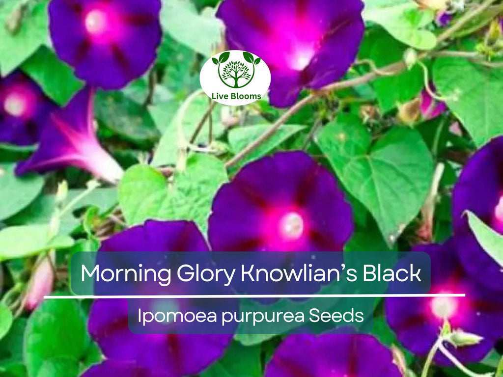 25 Seeds Morning Glory ‘Knowlian’s Black’ – Ipomoea purpurea – Rare Deep Purple-Black Vine – Non-GMO, Hummingbird Favorite