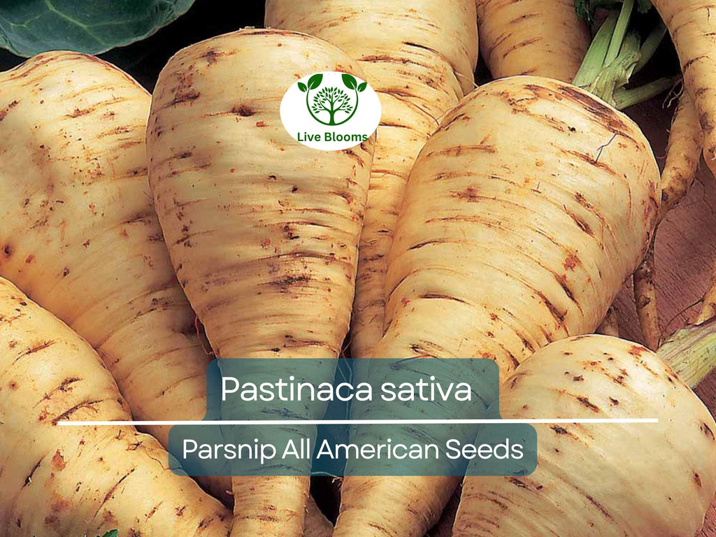 350 Seeds Parsnip All American for Planting (Pastinaca sativa) - Sweet Nutritious Root Vegetables for Home Gardens, High Yield, Easy to Grow