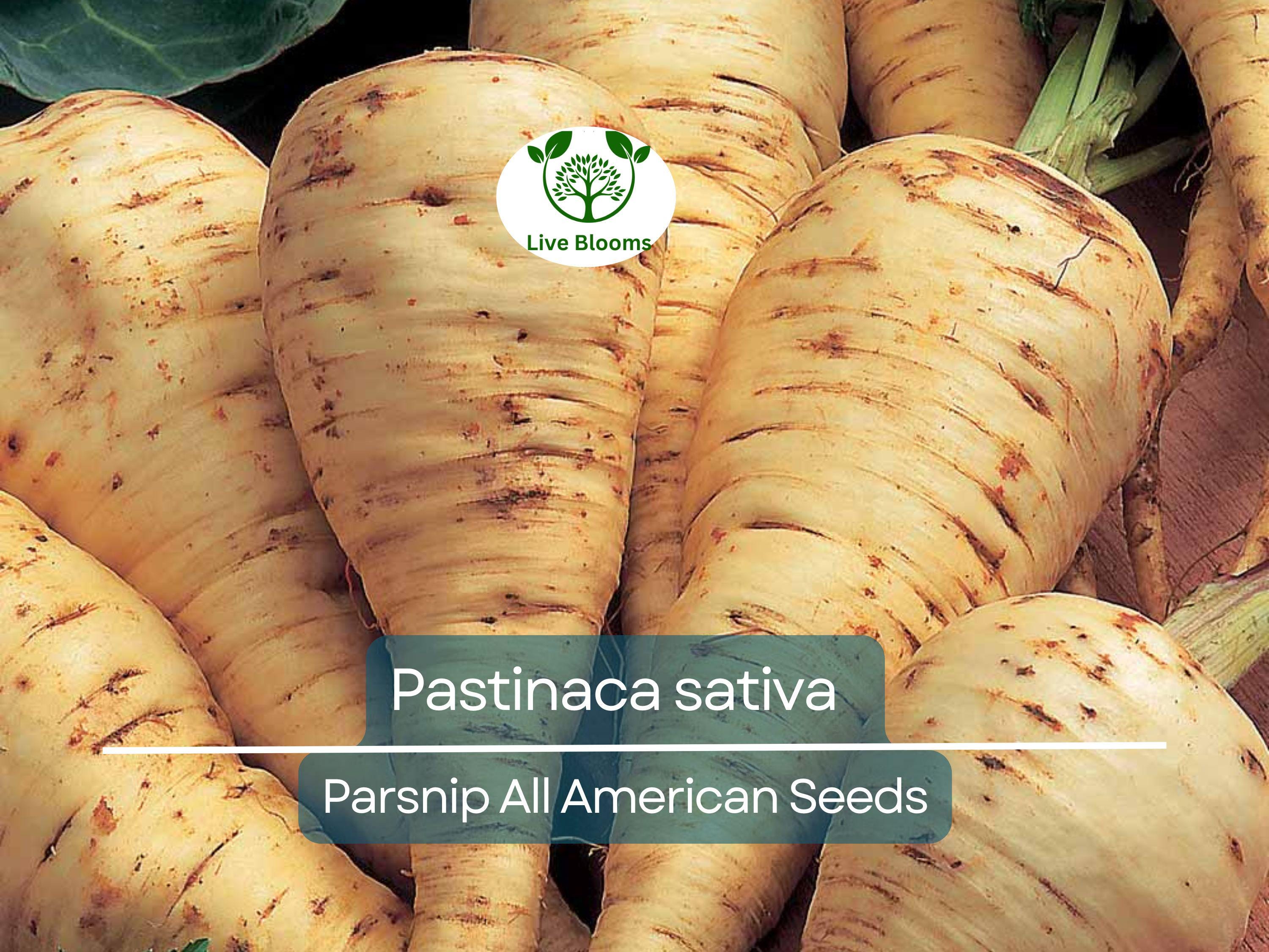 350 Seeds Parsnip All American for Planting (Pastinaca sativa) - Sweet Nutritious Root Vegetables for Home Gardens, High Yield, Easy to Grow