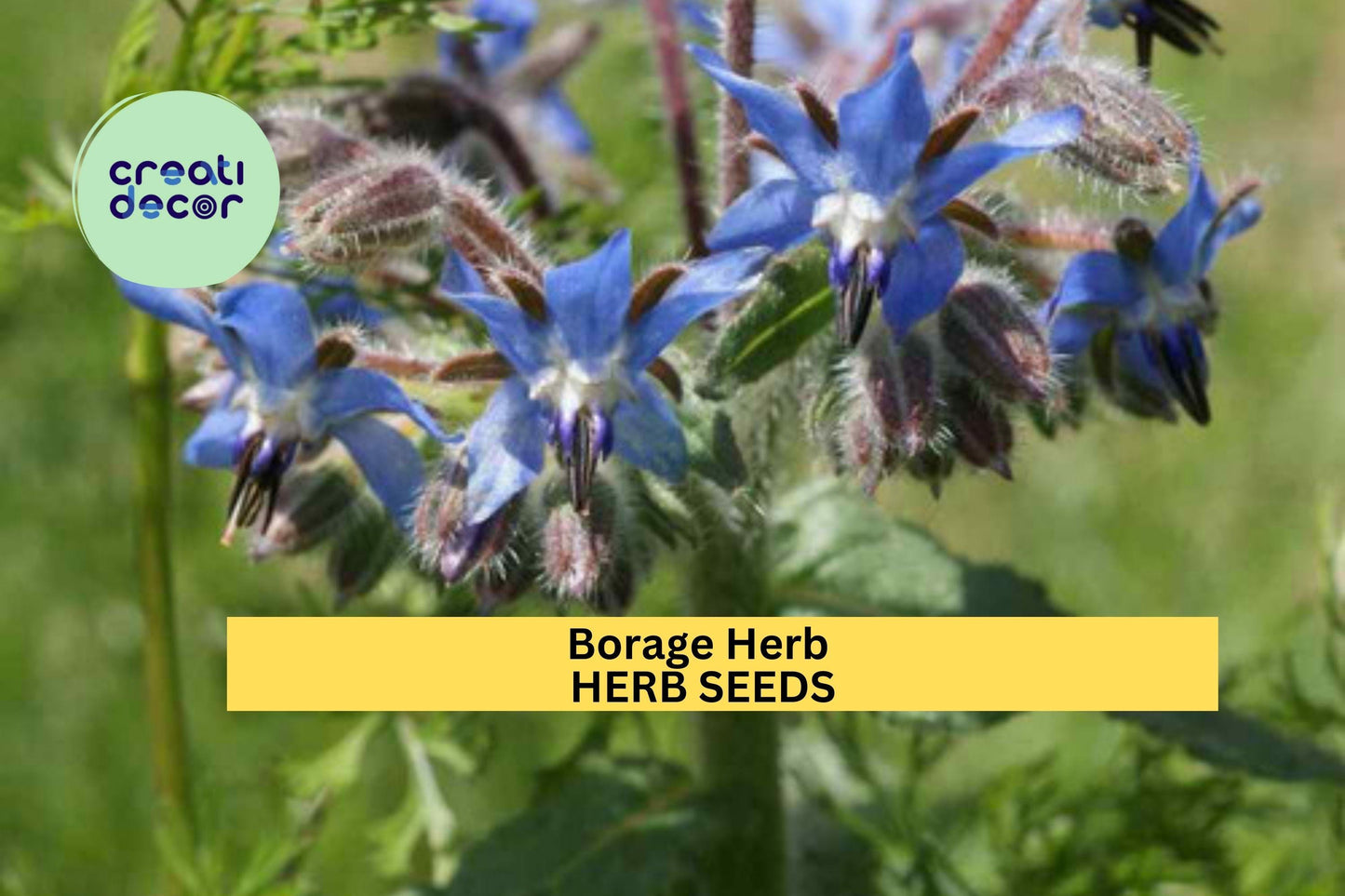 3pcs of 1g Borage Herb Seeds – Edible Blue Flowers & Leaves for Culinary - Pollinator Gardens – Fast Growing Seeds for Planting