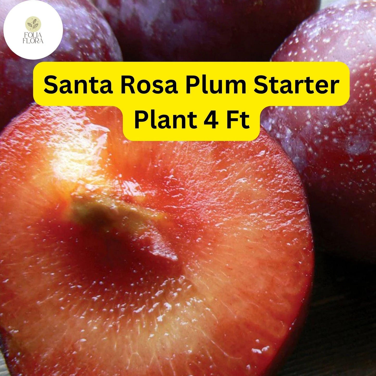 1 Santa Rosa Plum Tree (Prunus salicina) - 4ft Tall Live Fruit Tree Ready to Plant