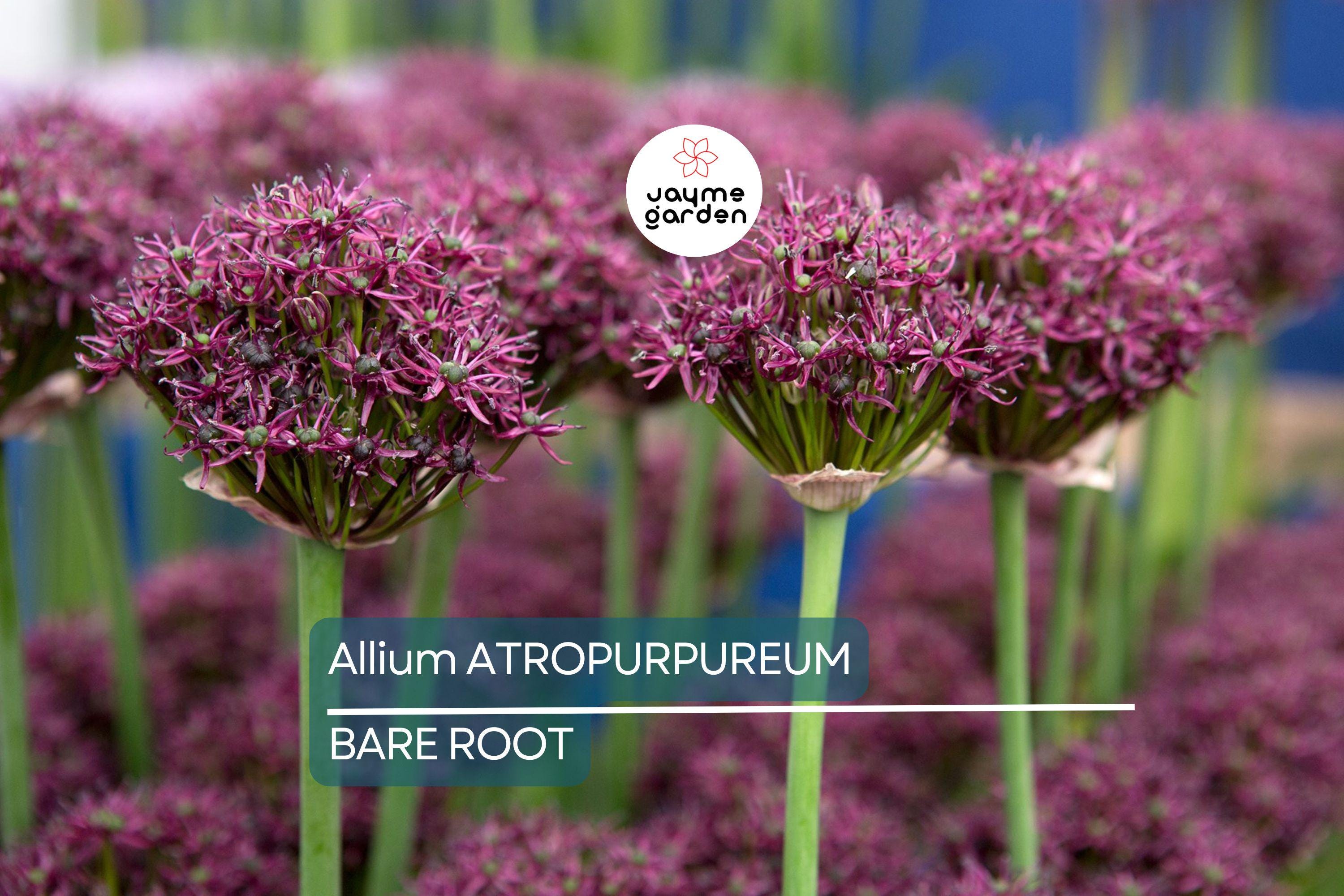 Allium Atropurpureum Bulbs - 6 Dark Purple Garlic Bulbs, Edible & Ornamental, Attracts Pollinators, USDA Zones 4-8