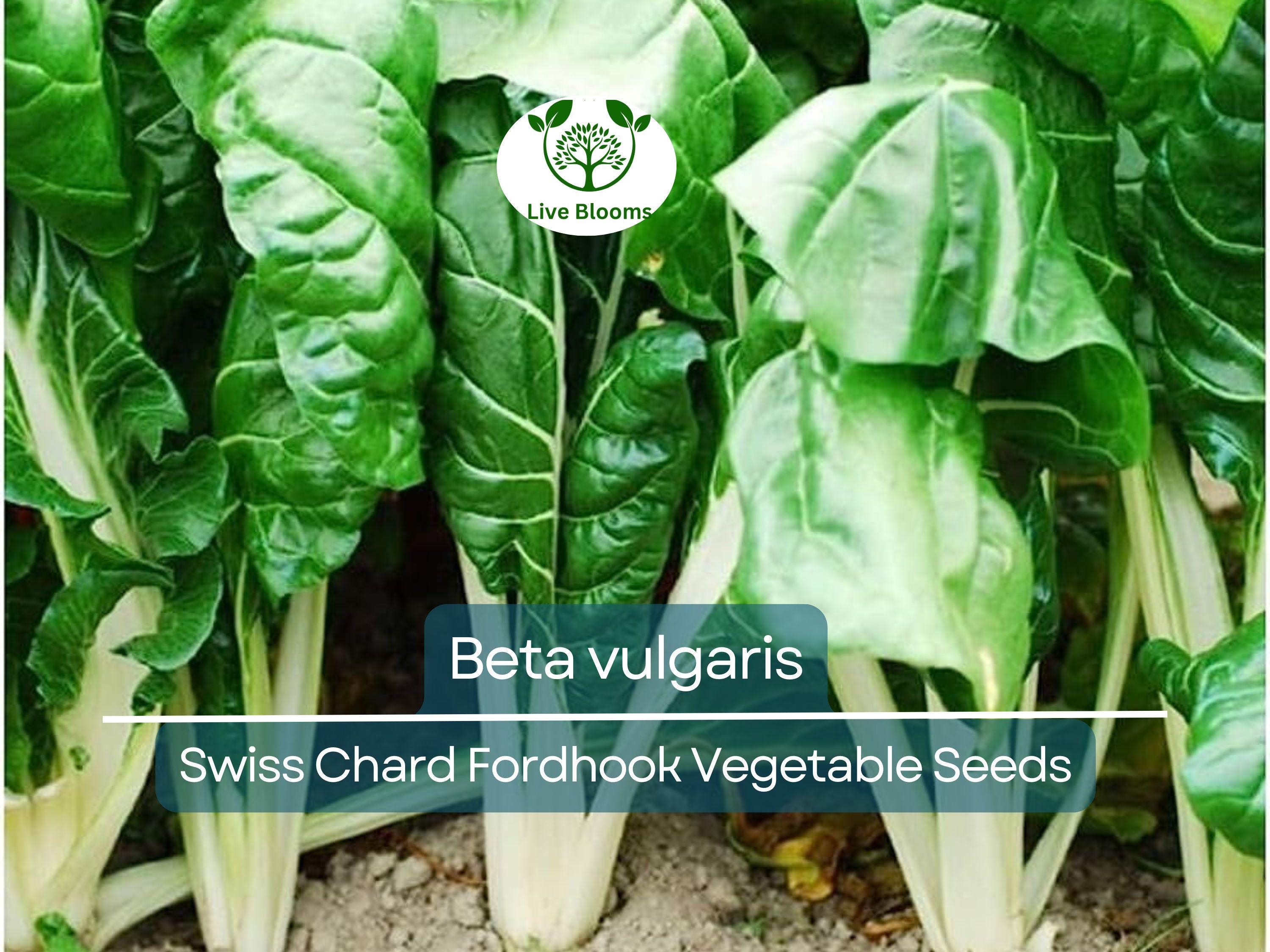 1 Gram Seeds Swiss Chard Fordhook – Beta vulgaris | Heirloom Vegetable for Planting, Nutritious Greens for Gardening