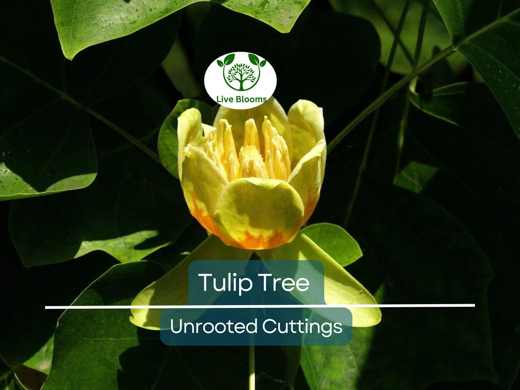 6+ Tulip Tree Unrooted Cuttings | Liriodendron Tulipifera, Fast-Growing, Hardy Deciduous Tree, Ideal for Propagation & Landscaping
