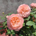 Elena Rose Live Plant – Coral Pink Double Cut Rose