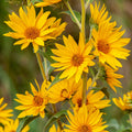 Maximilian Sunflower Seeds Helianthus Maximiliani Tall Yellow Native Perennial Wildflower Pollinator Garden Plant 50 Seeds