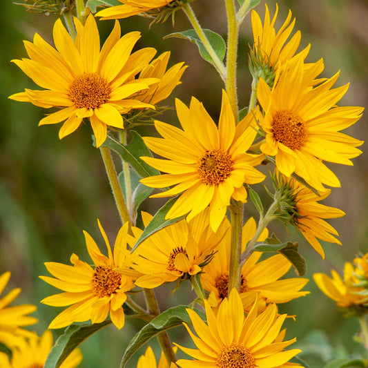 Maximilian Sunflower Seeds Helianthus Maximiliani Tall Yellow Native Perennial Wildflower Pollinator Garden Plant 50 Seeds